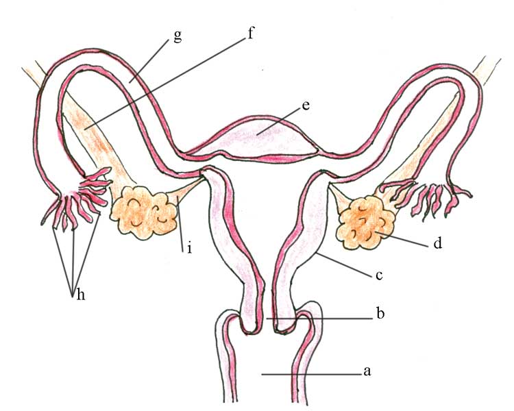 Female Reproductive System Diagram Unlabeled