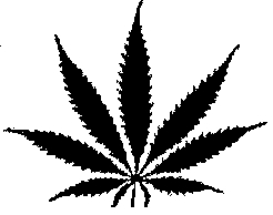 Clipart of a marijuana leaf - Free Clipart Images