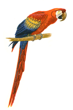 Clip Art Macaw - Free Clipart Images
