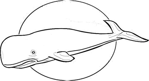 Humpback Whale coloring page - Free Printable Coloring Pages