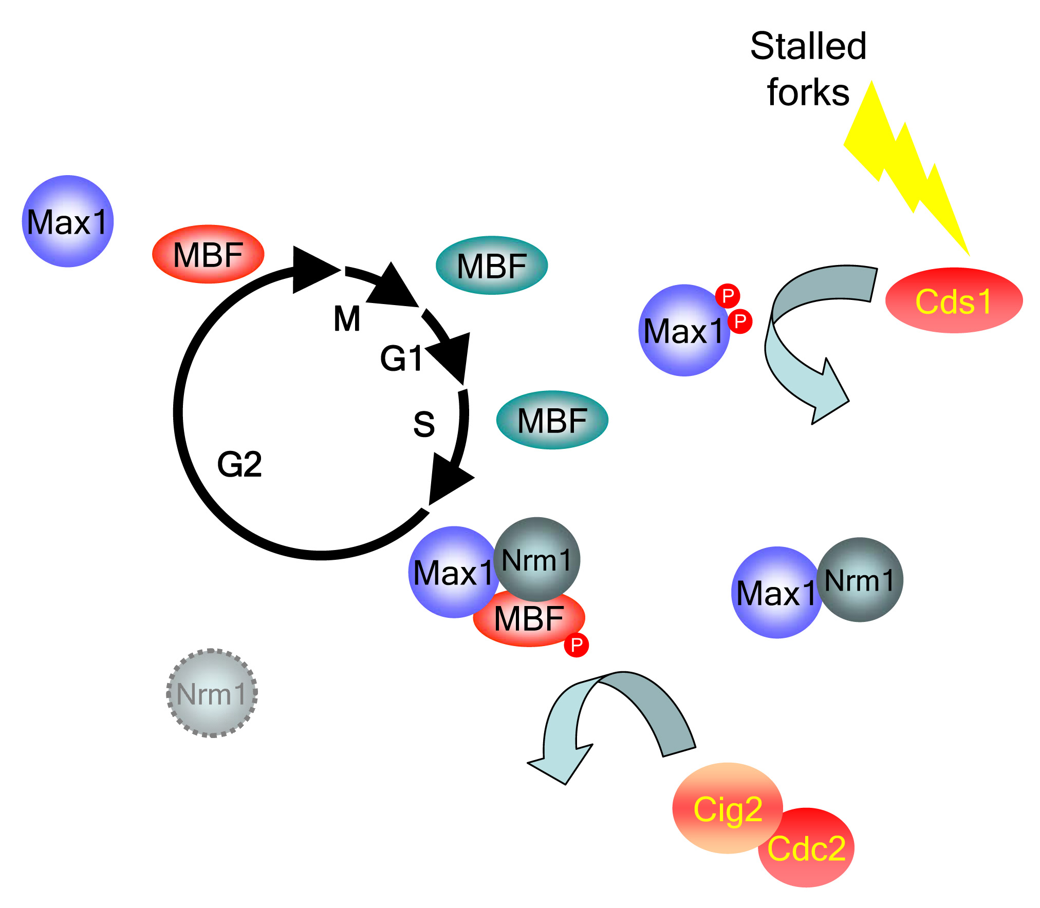 Research projects - Oxidative Stress and Cell Cycle Group - ( UPF )