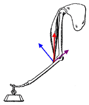 Mechanics in Exercise: Angle of Pull