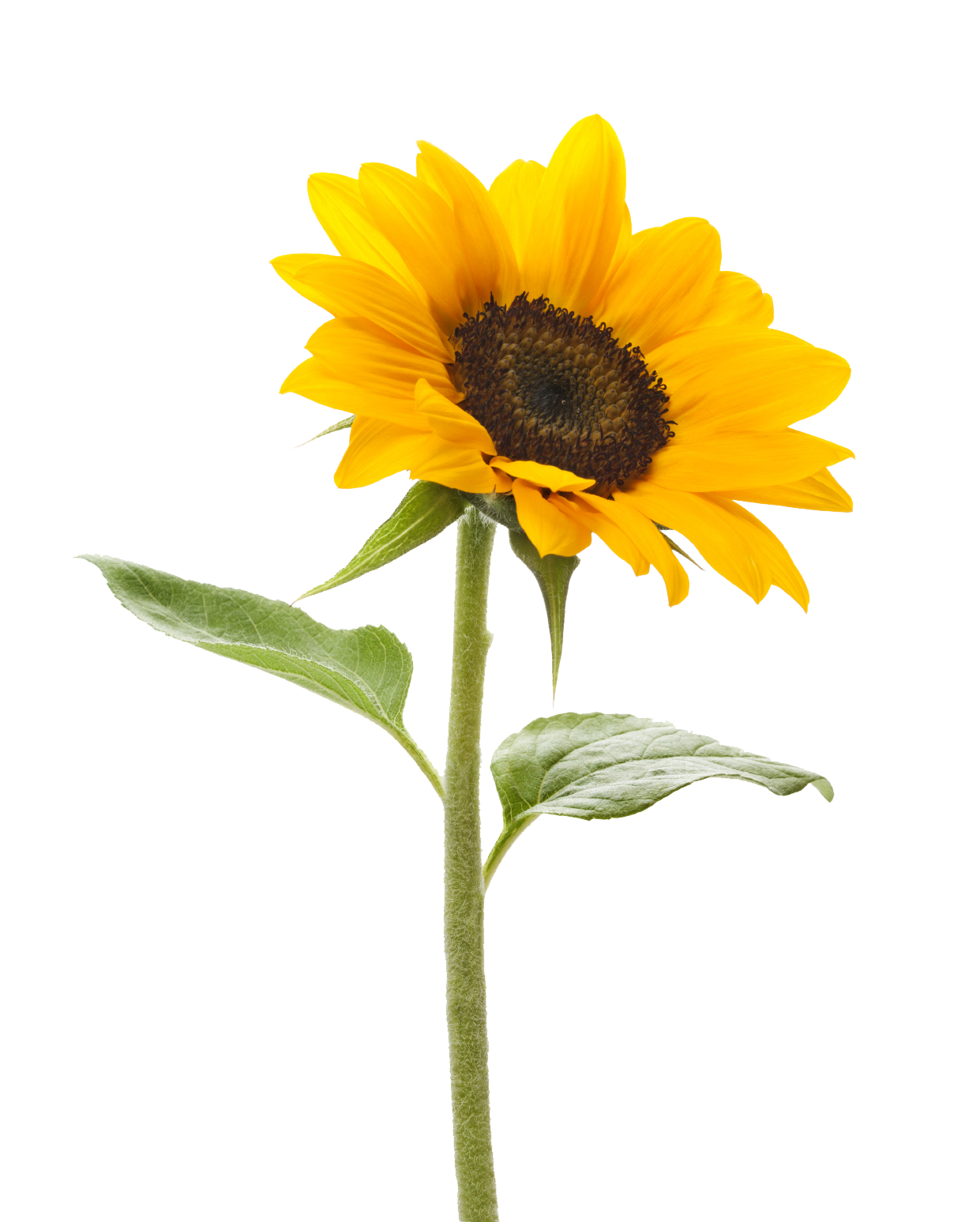 Sunflower Png - Free Icons and PNG Backgrounds