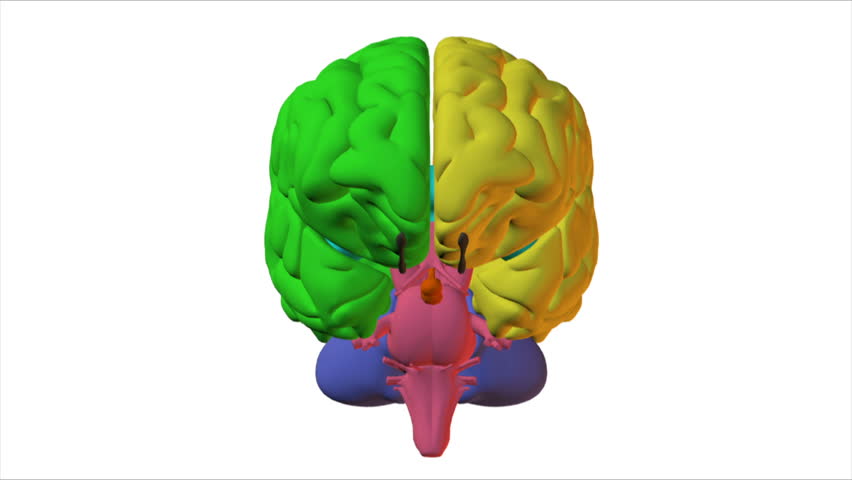 Looping Glow Wireframe Brain Animation. With Alpha Matte. Isolated ...