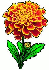 Marigold Flower Clipart