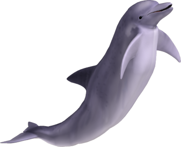 dolphin_PNG9125.png