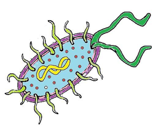 Bacteria Diagram Unlabeled Bacteria Prokaryote Cell Coloring
