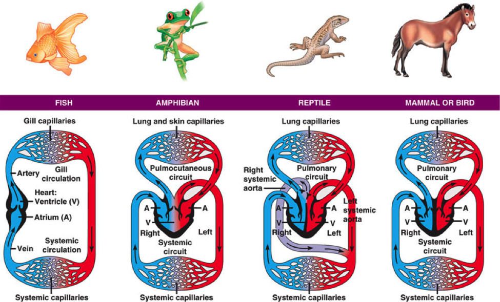 1000+ images about Animal science ideas | Respiratory ...