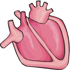 Real Heart Clipart