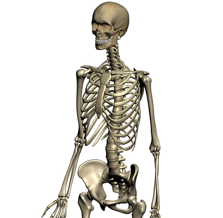 21+ Human Skeletal System Clipart