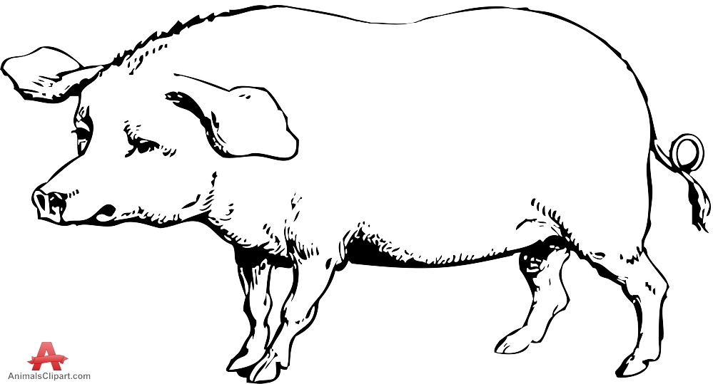 Drawing Pig Clipart | Free Clipart Design Download