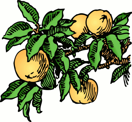 Free Peach Clipart, 1 page of Public Domain Clip Art