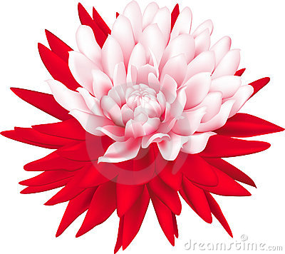 Dahlia Clipart