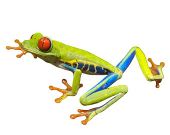 Tree Frog Drawing - ClipArt Best