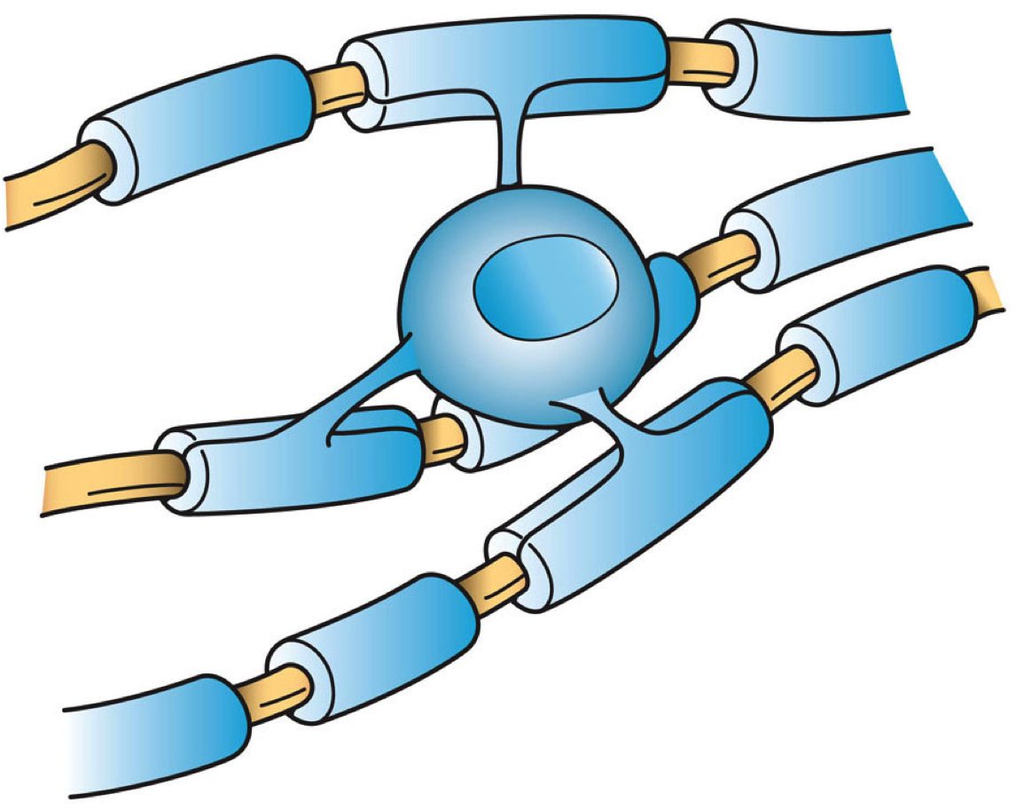 Oligodendrocyte