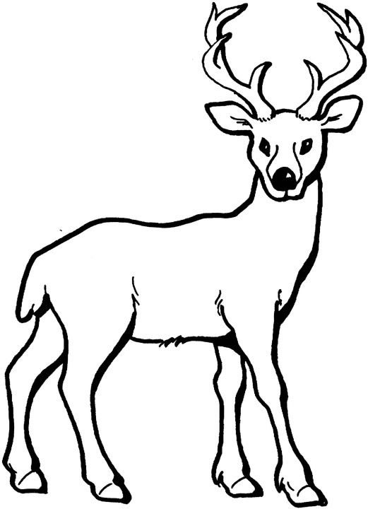 Deer Colouring Page