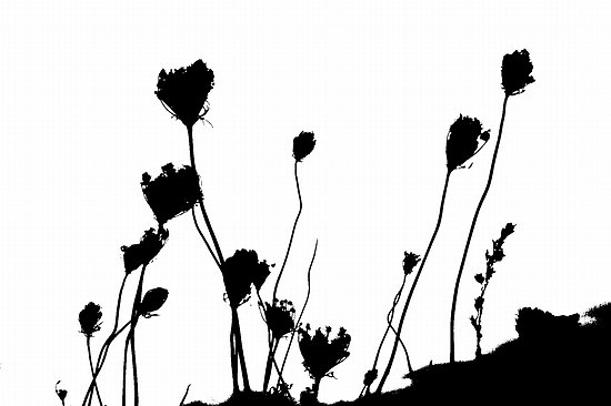 Dried Flower Heads in Silhouette" by Erica Corr | Redbubble