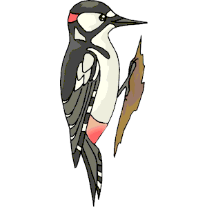 Woodpecker clipart, cliparts of Woodpecker free download (wmf, eps ...