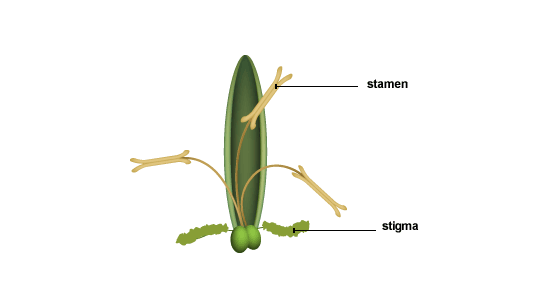 BBC - Standard Grade Bitesize Biology - Growing plants : Revision ...