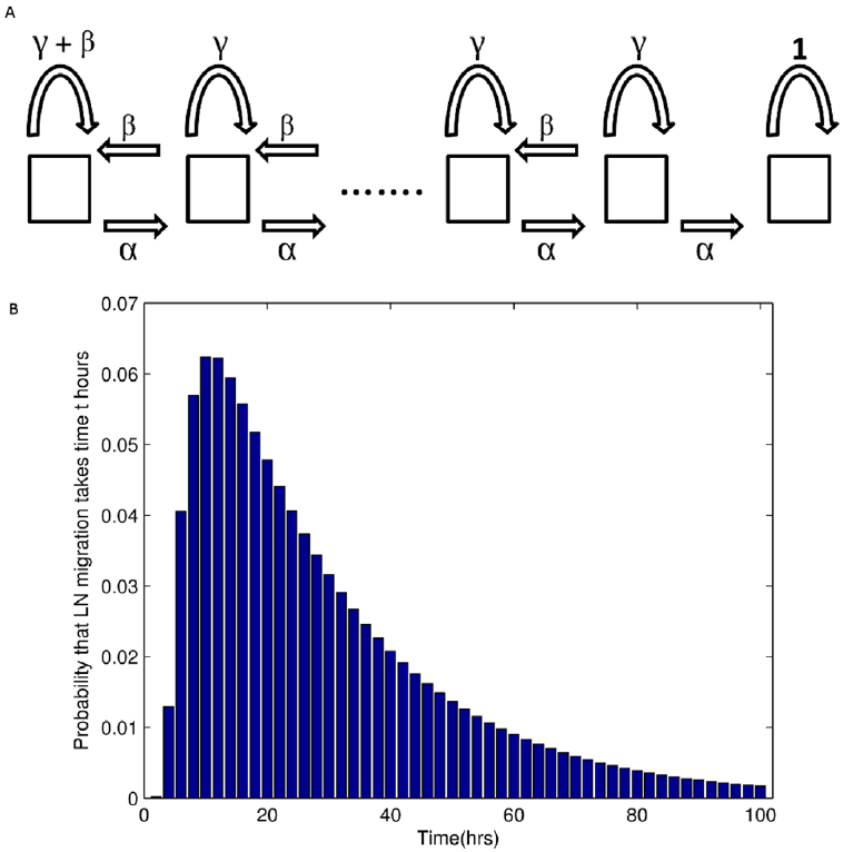 Discrete Markov chain random walk model of lymphocyte... - Figure ...