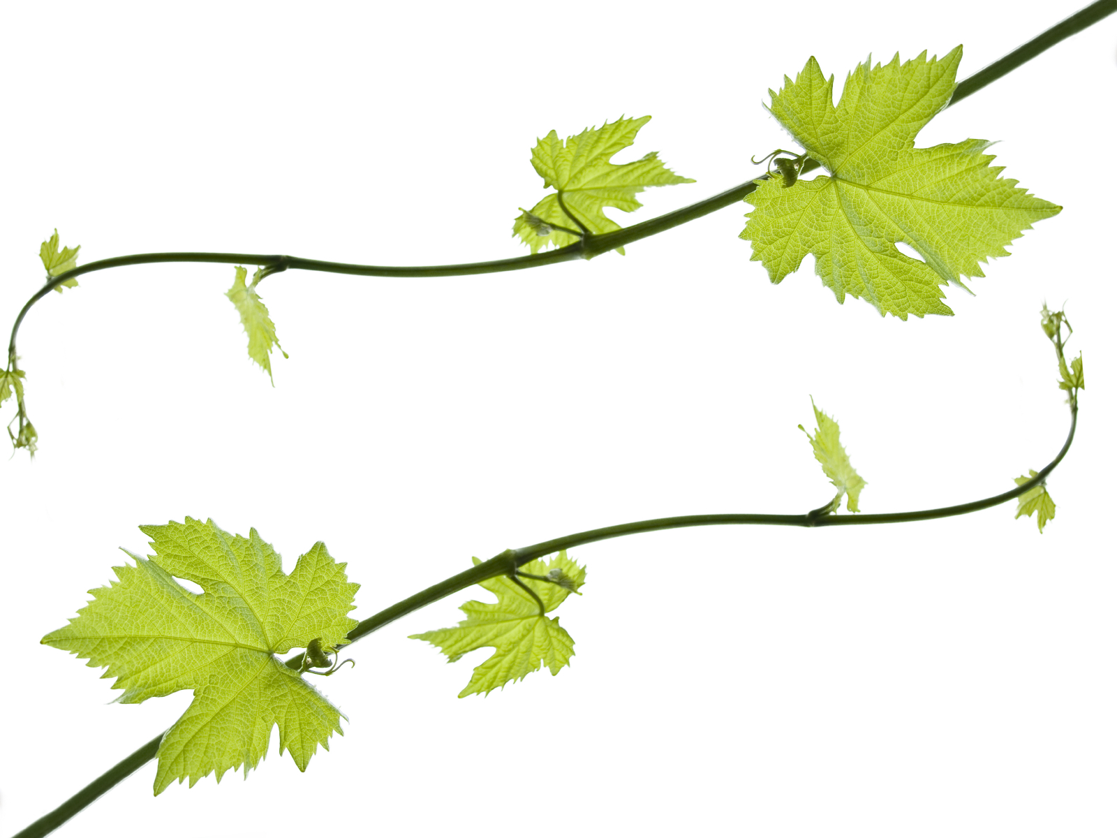 Pictures Of Grape Leaves - ClipArt Best