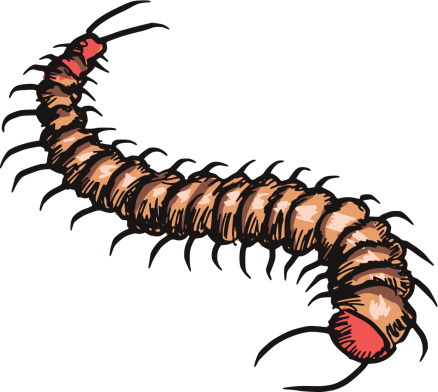 Drawing Of The Centipede Clip Art, Vector Images & Illustrations ...