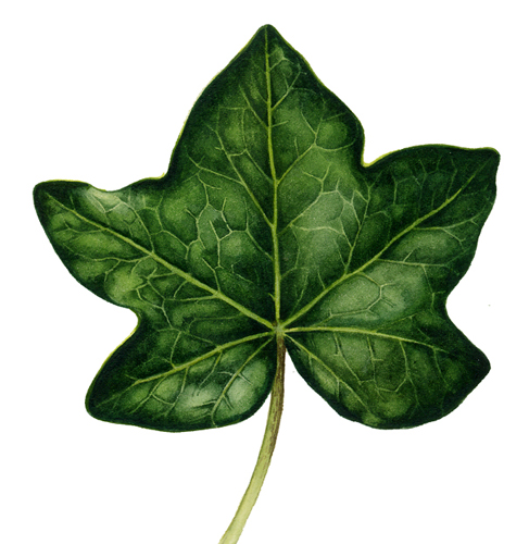 News Â» Botanical Illustration: Tips on mixing greens - March 11th ...