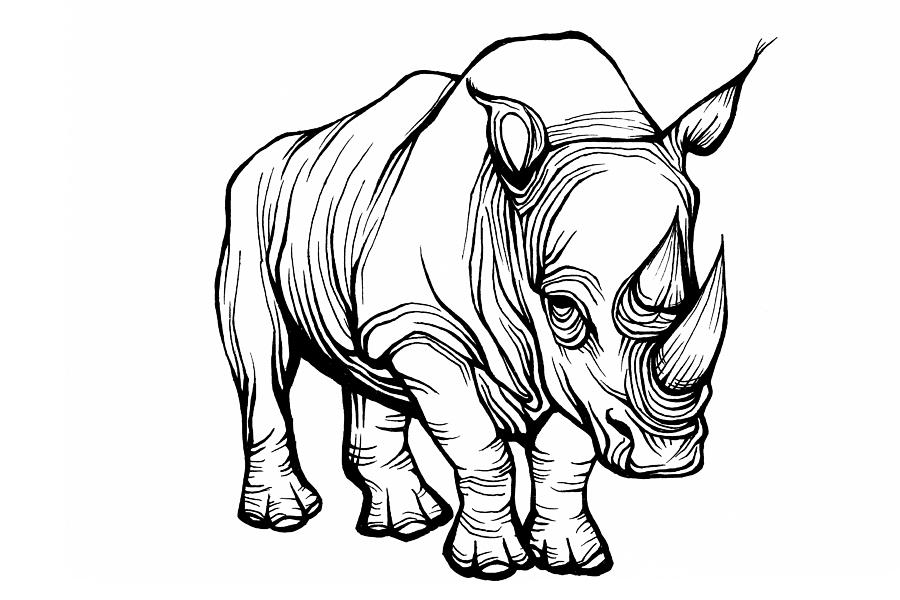 1000+ images about Rhino