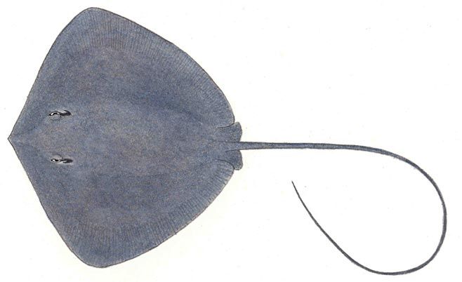 Stingray Illustration - ClipArt Best