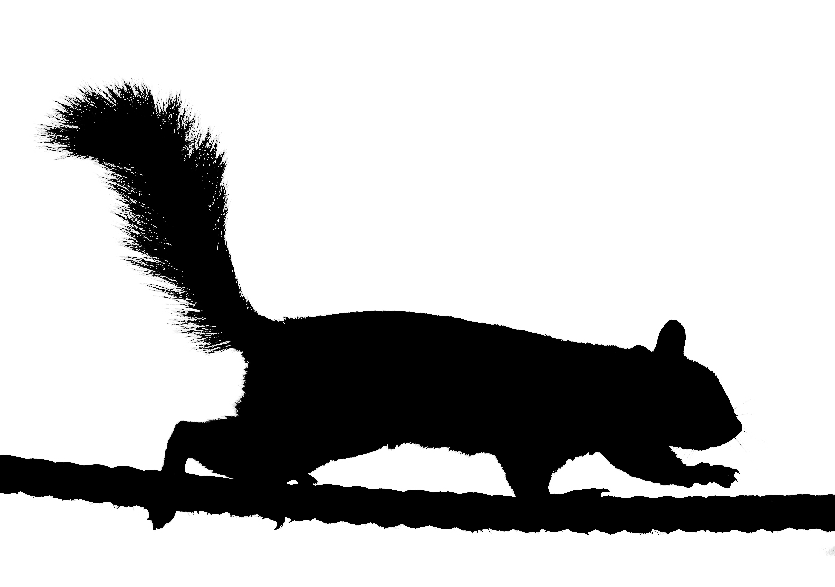 Silhouette Of Squirrel - ClipArt Best