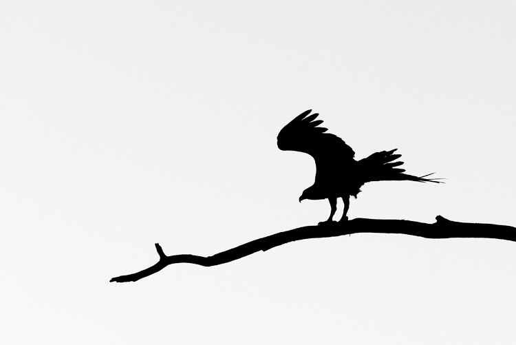 Mockingbird Flying Silhouette - ClipArt Best