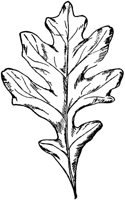 Oak Leaves Drawing - Free Clipart Images