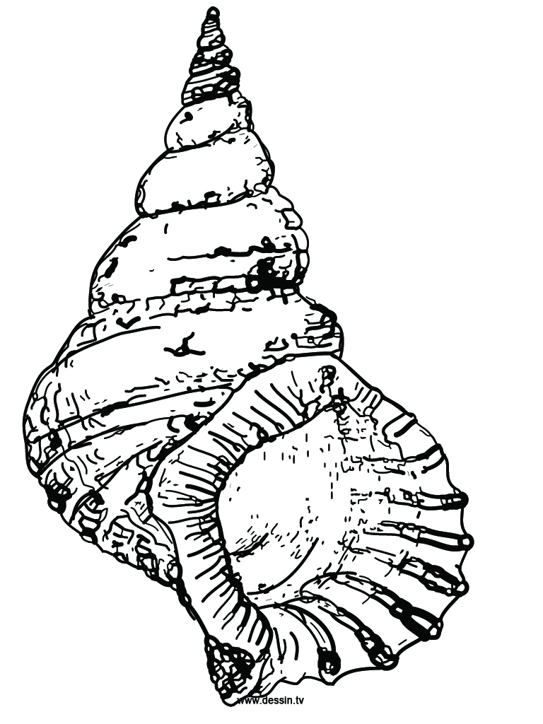 Sea Shell Drawings