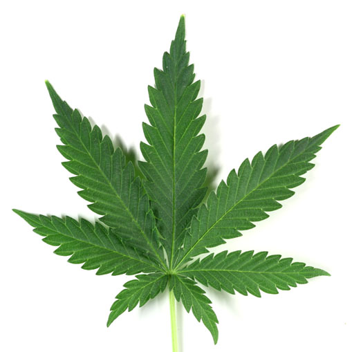 What The Heck Is Up With This Marijuana Leaf, Anyway? | Toke of ...