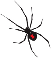 Black Widow Spider Line Drawing