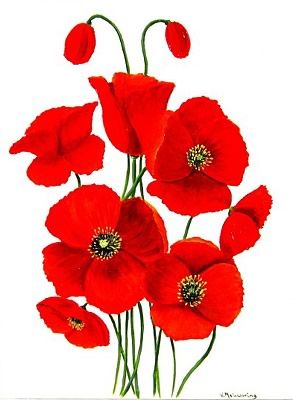 Red Poppies | Poppies, Pink Poppies ...