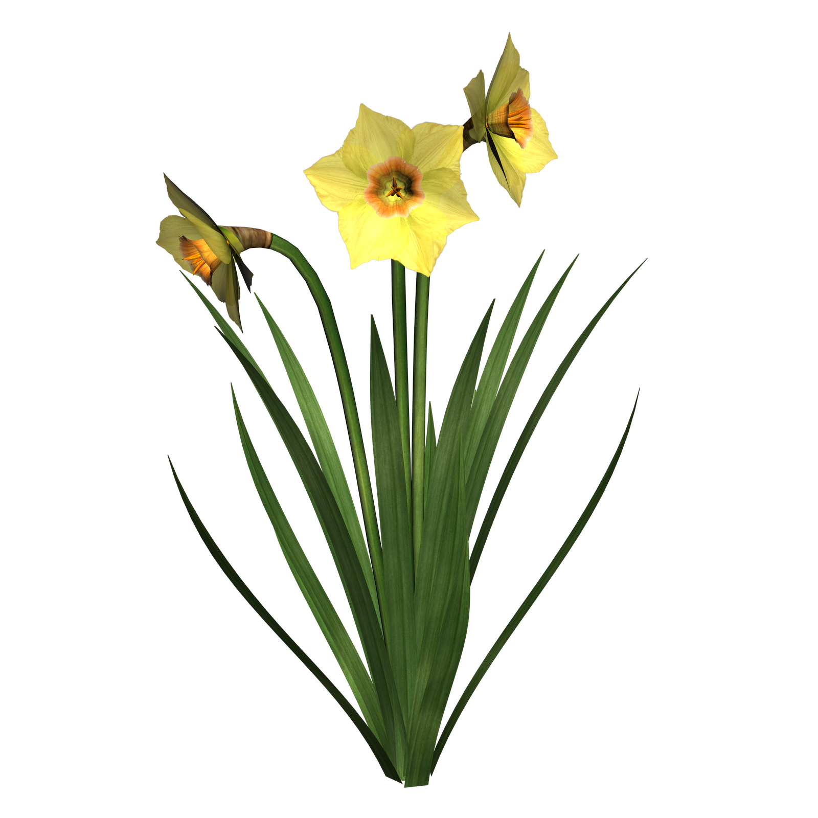 Free daffodil clip art