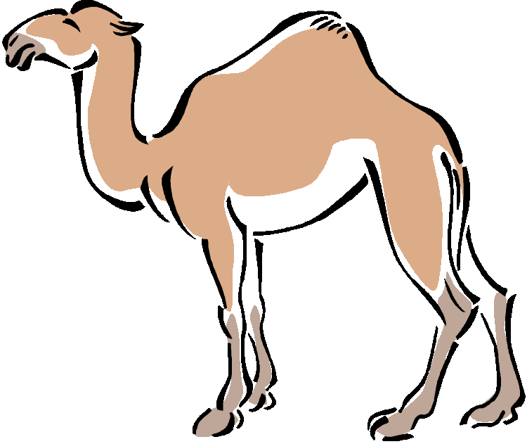 Cute camel clipart