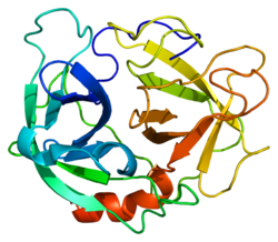 250px-Protein_ELA2_PDB_1b0f.png