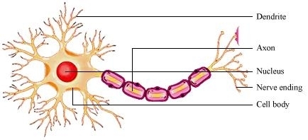 Draw a labelled diagram of a neuron | Meritnation.com