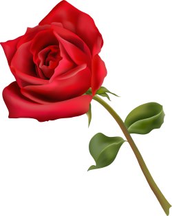 Clip Art Roses With Thorns And Dead Vines - Free ...