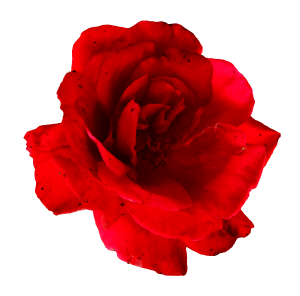 5 Flower Red Rose PNG Image Transparent | OnlyGFX.com