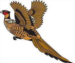 Free Pheasant Clipart