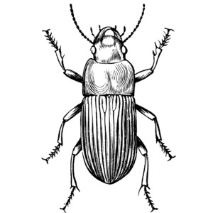 Beetles Clipart | Free Download Clip Art | Free Clip Art | on ...