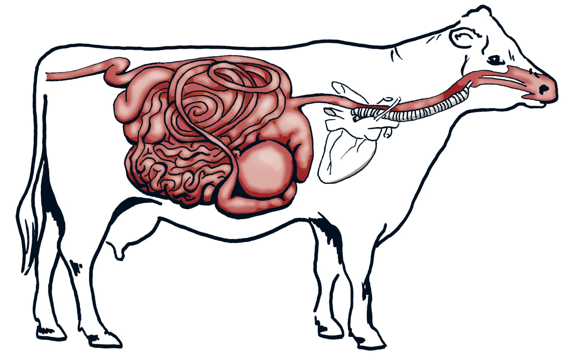 Система пищеварения коровы