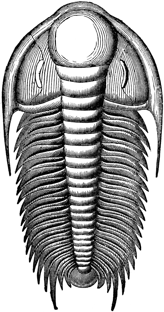 Trilobite Clipart | Free Download Clip Art | Free Clip Art | on ...