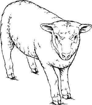 Sheep - Definition for English-Language Learners from Merriam ...