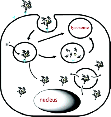 Gold nanoparticles in nanomedicine: preparations, imaging ...