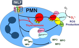 Thymoquinone strongly inhibits fMLF-induced neutrophil functions ...