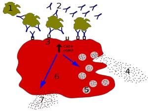 1000+ images about Cell Mast Disorders | National ...